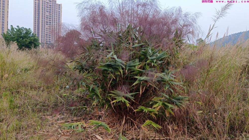 春钓水库鲫的技巧？(图8)