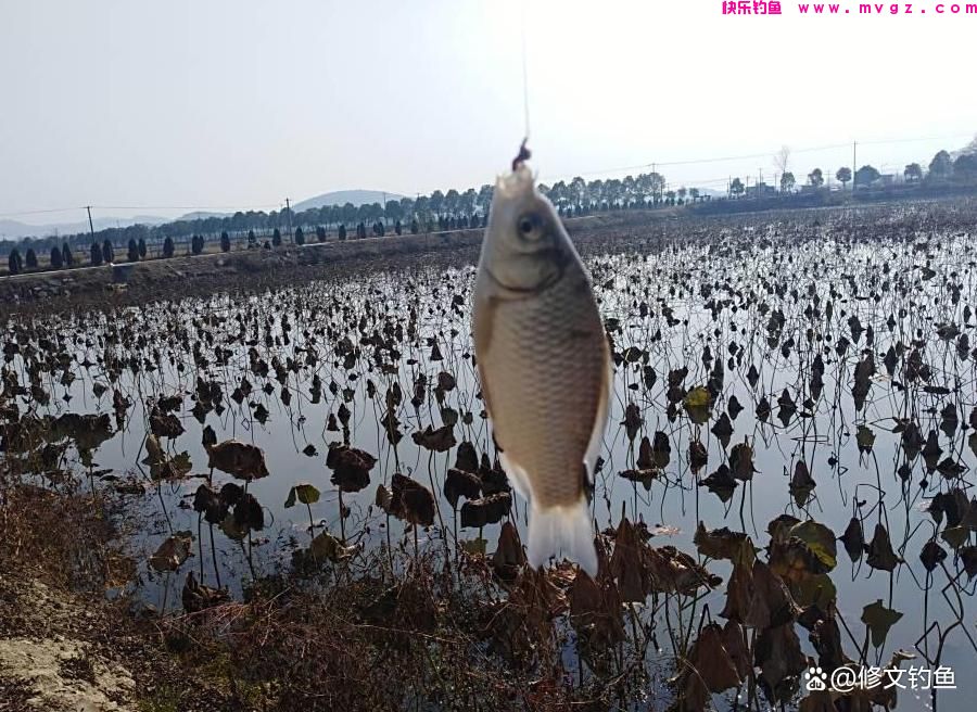 野钓大板鲫到底该如何打窝？6个细节助你爆护(图7)