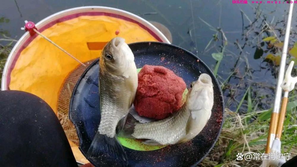 春季作钓鲫鱼的5个必杀技用对了鱼获一次比一次多(图2)