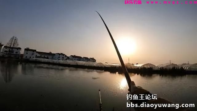春钓鲫鱼，超额完成任务，今晚吃鱼(图7)