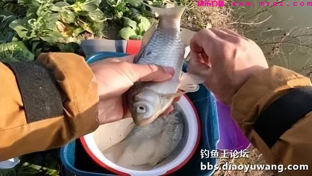 春钓鲫鱼，超额完成任务，今晚吃鱼(图12)