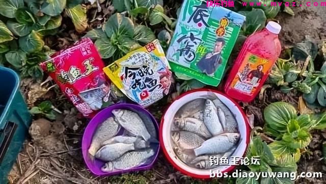 春钓鲫鱼，超额完成任务，今晚吃鱼(图13)
