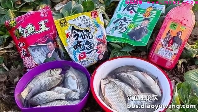 春钓鲫鱼，超额完成任务，今晚吃鱼(图14)