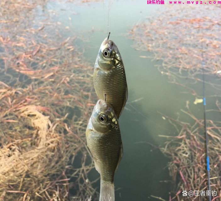 3月份钓鲫鱼，还在担心大板鲫不咬钩？来试试这些技巧(图4)