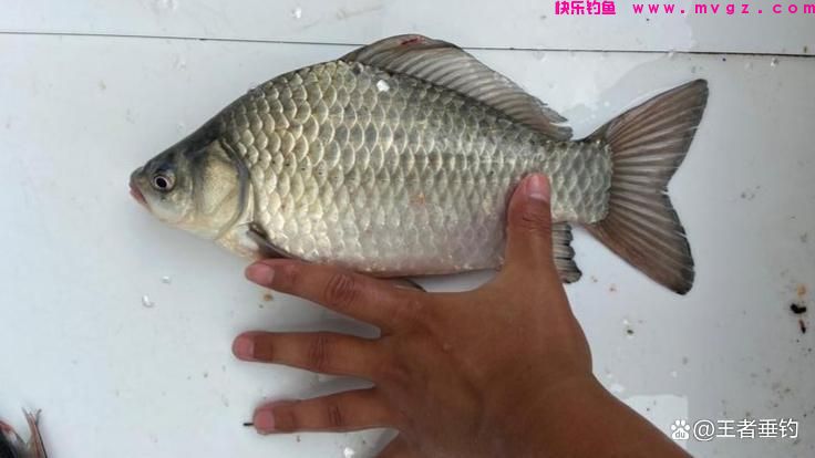 3月份钓鲫鱼，还在担心大板鲫不咬钩？来试试这些技巧(图5)