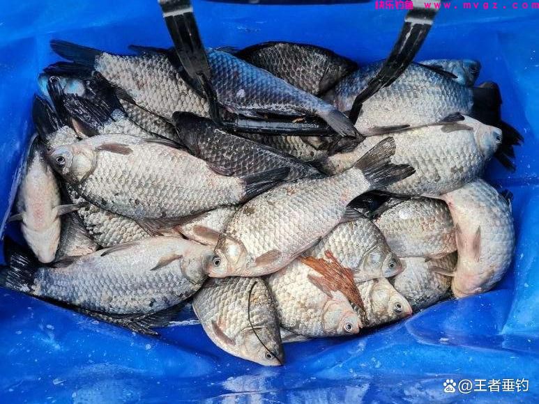 3月份钓鲫鱼，还在担心大板鲫不咬钩？来试试这些技巧(图8)