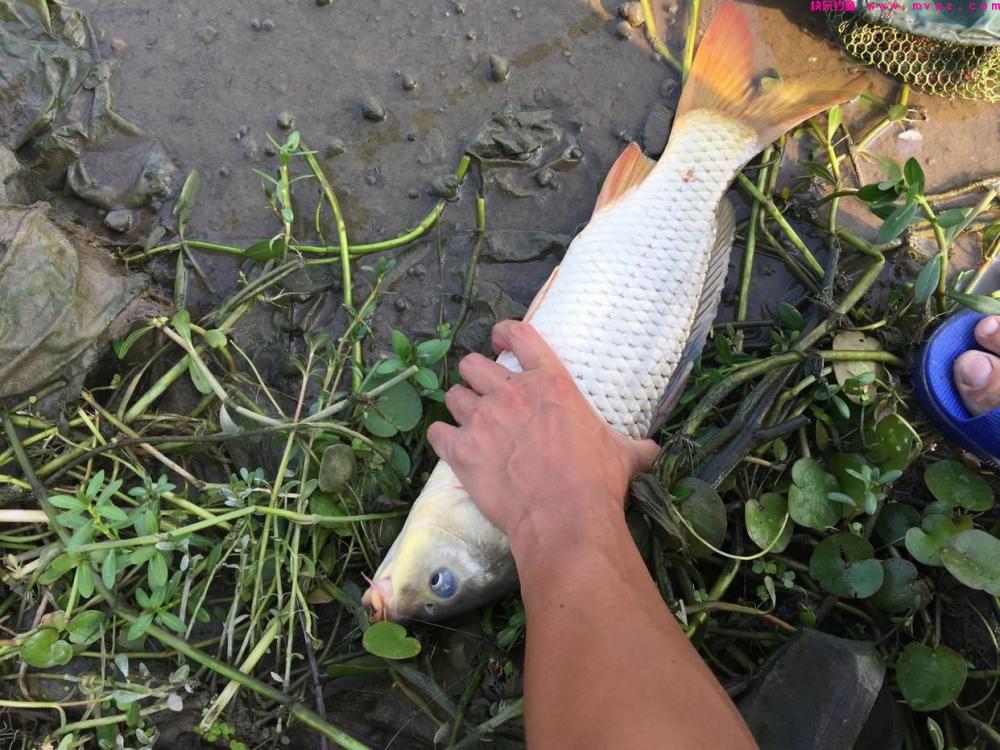 都说鲫鱼“经不起三逗”，告诉你这4种逗钓法，钓鲫鱼又快又准(图3)