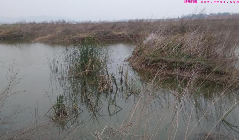 钓鲫鱼，想比别人钓得多，先要了解鲫鱼的生活习性(图3)