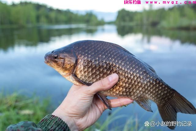 垂钓鲫鱼的方式方法，看看有用吗(图2)