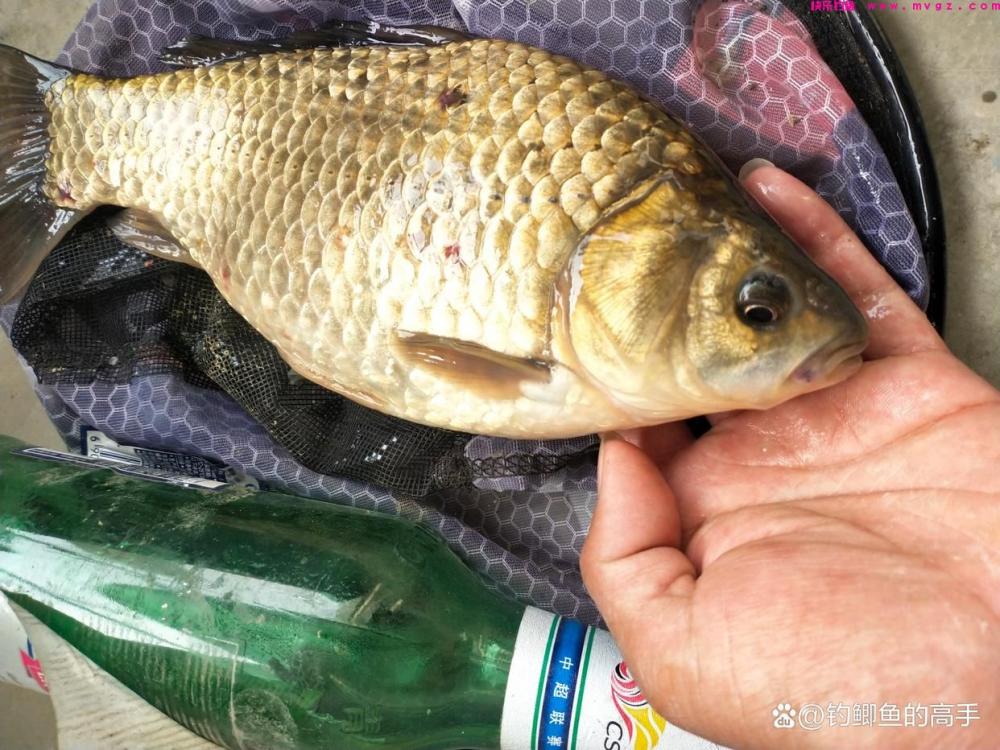 钓鲫鱼没啥难的，难点在于在各个水域各种季节都能把鲫鱼钓好！(图5)