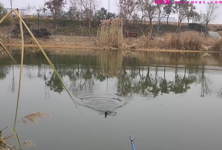 冬季钓鲫鱼的注意事项(图3)
