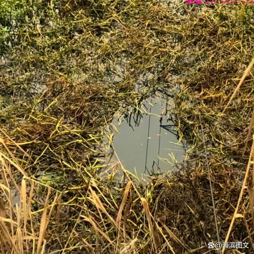 冬季、初春野钓鲫鱼系列篇（二）——水草多的水面钓鲫鱼技巧(图5)