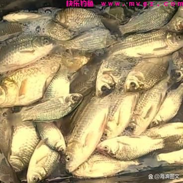 冬季、初春野钓鲫鱼系列篇（二）——水草多的水面钓鲫鱼技巧(图9)