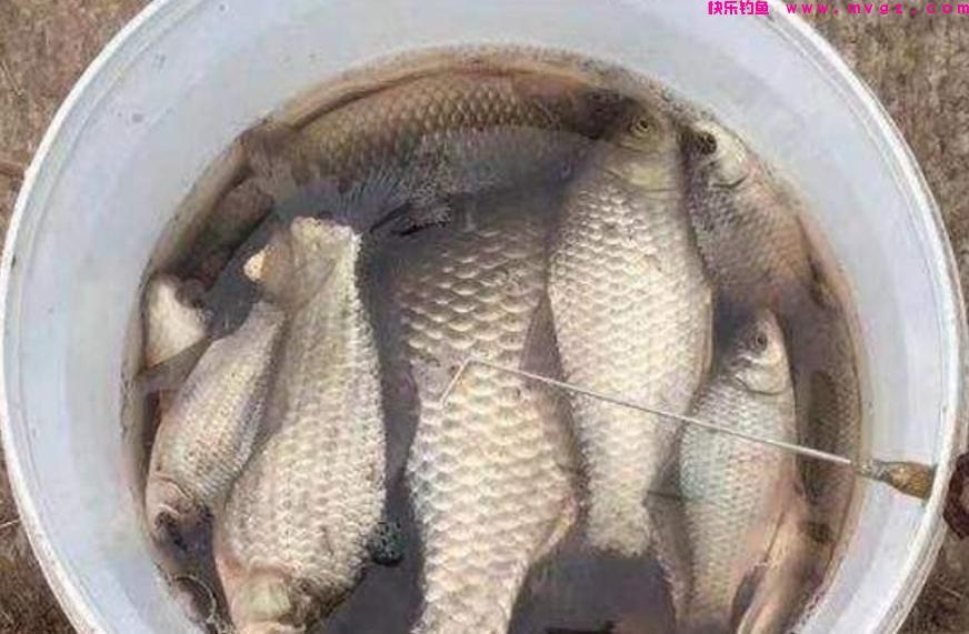 冬季钓获鲫鱼的4个诀窍，照着做，大板鲫钓了一条接一条(图4)