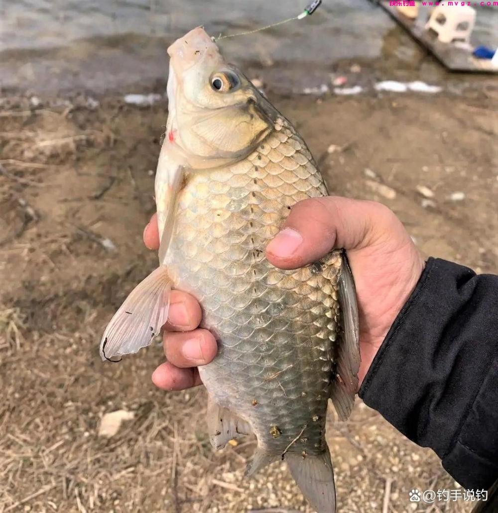 为什么冬季比夏季更好钓鲫鱼？钓鱼用这几种腥味，钓的鱼又多又大(图4)