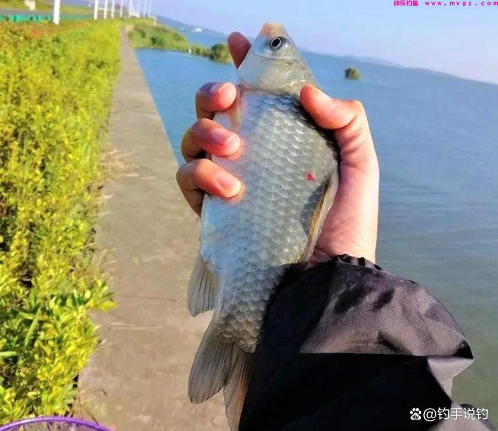 为什么冬季比夏季更好钓鲫鱼？钓鱼用这几种腥味，钓的鱼又多又大(图5)