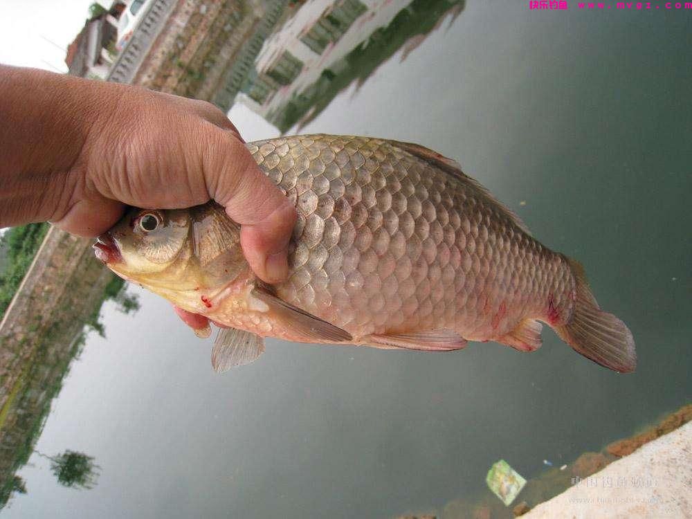 关于新手钓鲫，其实只要注意这四个细节，想要钓不到都难(图2)