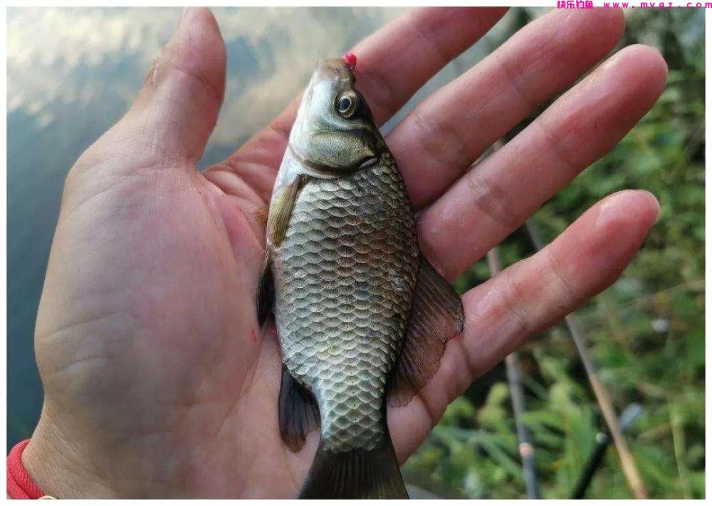 关于新手钓鲫，其实只要注意这四个细节，想要钓不到都难(图5)