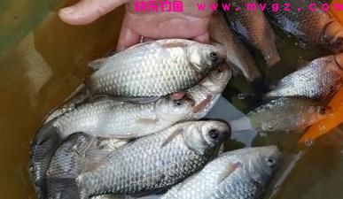盛夏季节如何钓鲫鱼?注意这三点就够了,大板鲫并不难钓(图1) 盛夏季节如何钓鲫鱼?注意这三点就够了,大板鲫并不难钓(图1)