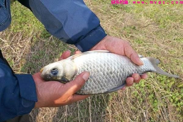 盛夏季节如何钓鲫鱼?注意这三点就够了,大板鲫并不难钓(图5) 盛夏季节如何钓鲫鱼?注意这三点就够了,大板鲫并不难钓(图5)