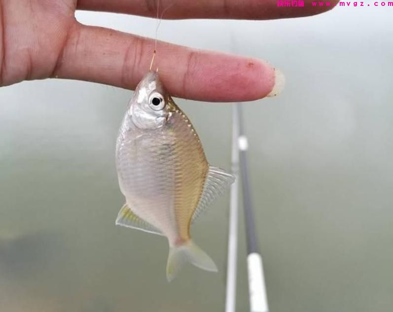 夏季大鲫鱼越来越难钓？从3个方面改变，垂钓渔获量大大提升(图5)