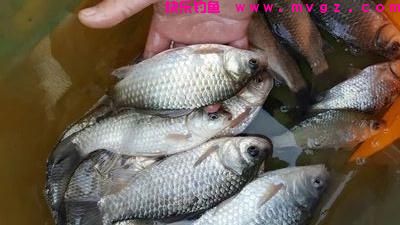 夏季大鲫鱼越来越难钓？从3个方面改变，垂钓渔获量大大提升(图7)