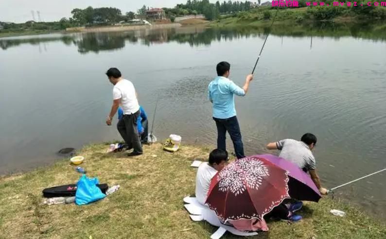 夏季钓鲫鱼,有三类钓位需要避开,钓鱼新手一定要多看看(图3) 夏季钓鲫鱼,有三类钓位需要避开,钓鱼新手一定要多看看(图3)