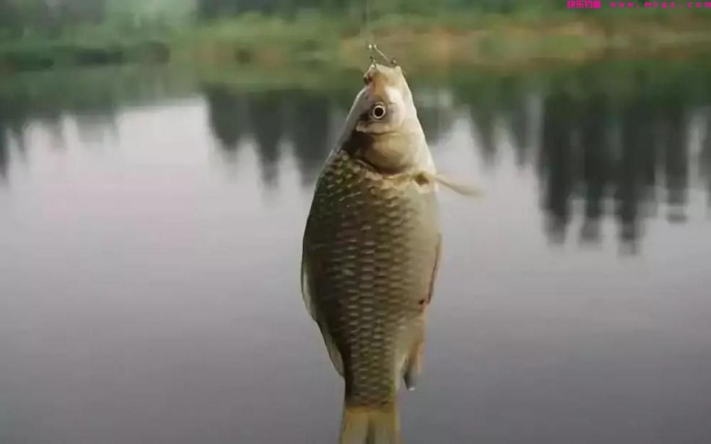 夏季钓鲫鱼,有三类钓位需要避开,钓鱼新手一定要多看看(图1) 夏季钓鲫鱼,有三类钓位需要避开,钓鱼新手一定要多看看(图1)