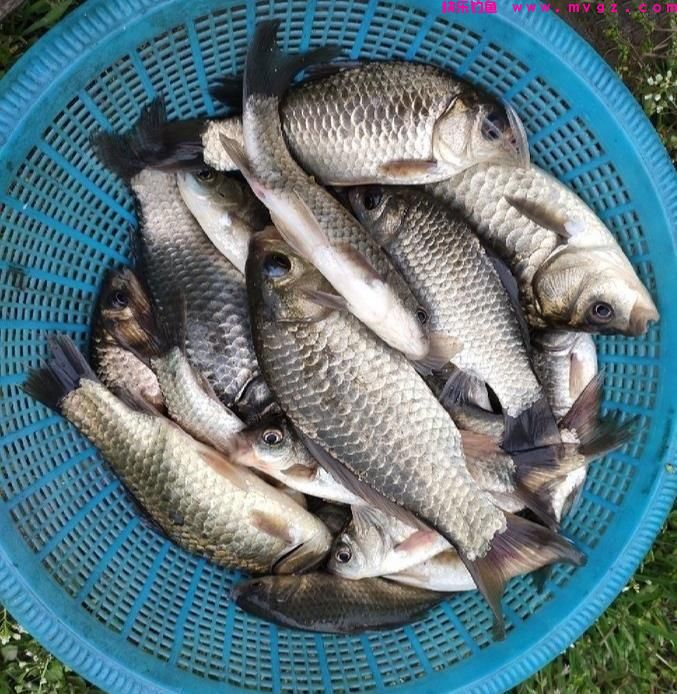 夏季钓鲫鱼,有三类钓位需要避开,钓鱼新手一定要多看看(图7) 夏季钓鲫鱼,有三类钓位需要避开,钓鱼新手一定要多看看(图7)