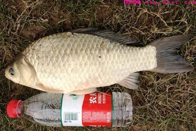 为何野钓时，钓到的多是小鲫鱼，做好这3点，竿竿有大鲫鱼(图1)