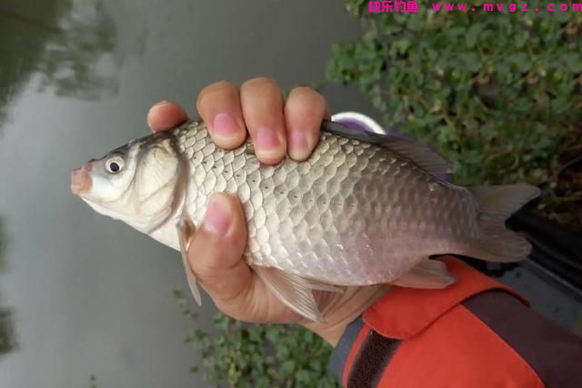 为何野钓时，钓到的多是小鲫鱼，做好这3点，竿竿有大鲫鱼(图2)