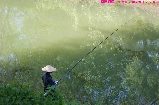 野钓鲫鱼，如何正确使用传统钓，台钓！方法对路，鲫鱼爆护！(图4)