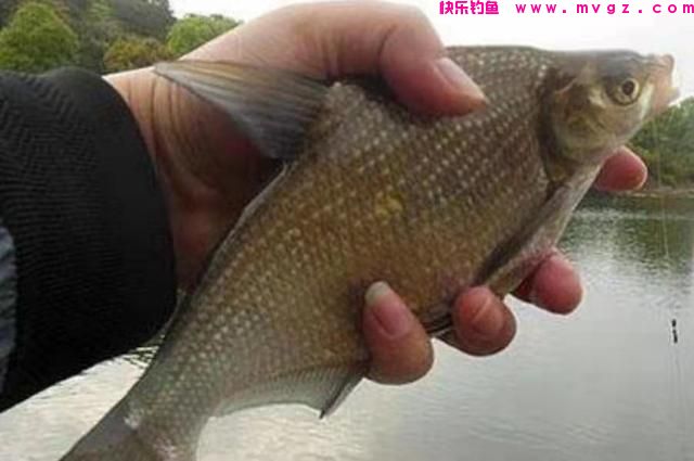 小鱼多就钓不到鲫鱼了？教你3招，钓完直呼过瘾(图3)