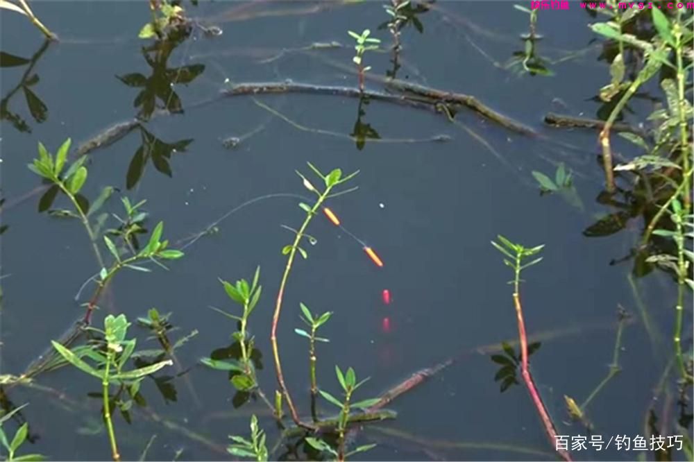 春季钓鲫鱼，记住4个黄金阶段(图4)