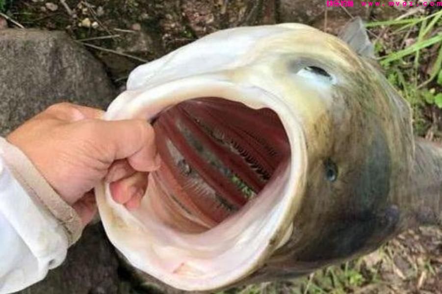 春天不要只钓鲫鱼，试试这鲢鳙钓法，中鱼率高，每次钓完都很过瘾(图1)