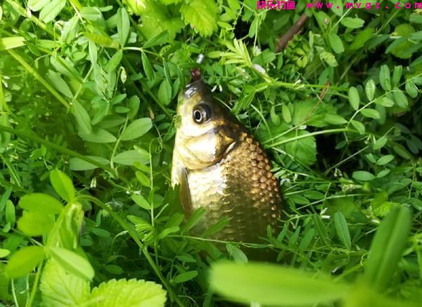 春钓鲫鱼，渔获丰收，闪金泛黄，野性十足，看得人眼馋(图4)