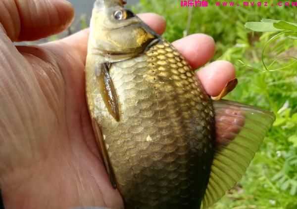 春钓鲫鱼，渔获丰收，闪金泛黄，野性十足，看得人眼馋(图8)