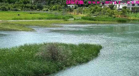桃花流水鲫鱼肥，春季钓鲫鱼，学会这3个钓法，连杆到手软(图5)