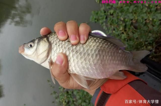 纳闷：春天鲫鱼会甩籽，今年很早就立春了，为何鲫鱼还不好钓？(图5)