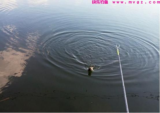 开春后钓鲫鱼，需要改变套路了，早掌握3个“秘诀”就早爆护！(图2)