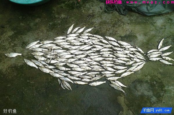 心态是决定渔获多少的关键因素之一(图1)