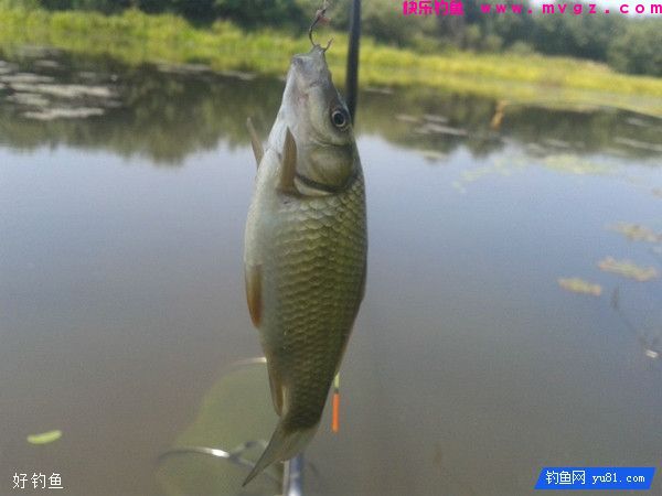 漫谈钩刺鱼嘴的位置和提竿的快慢(图1)