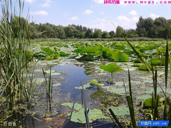 要想渔获多，钓鱼跟氧走(图1)