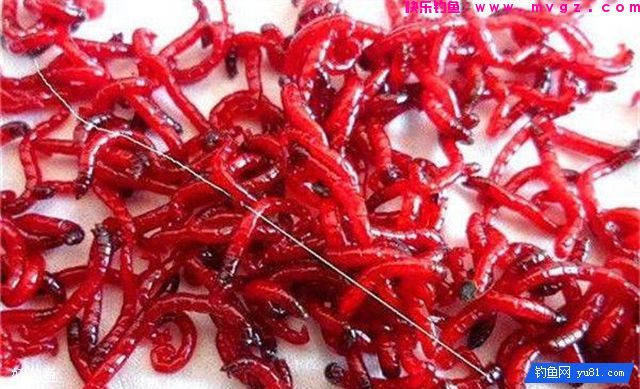 钓鱼8个基础知识点，新手要收藏(图1)