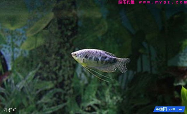 新手钓鱼人应该避免的三件事(图3)