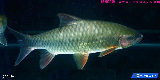 军鱼和青波到底是不是一种鱼？(图1)