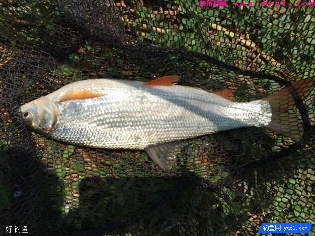 军鱼和青波到底是不是一种鱼？(图2)