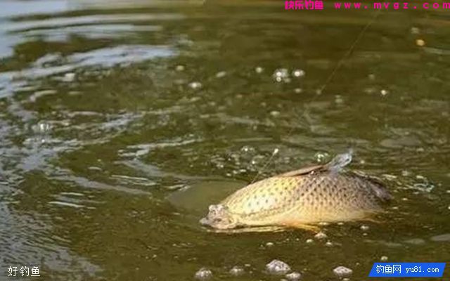 老钓手对新手钓鱼人的10个忠告(图1)