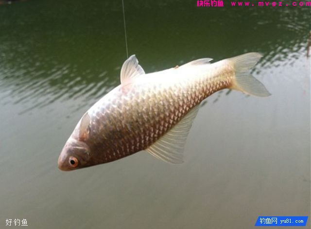 资深钓鱼人的9个钓鱼经验(图2)