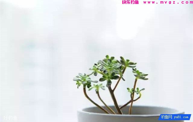 夏季防蚊虫的18个妙招(图4)